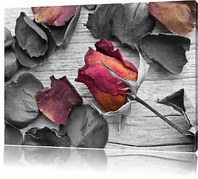 secchi rose su tavolo legno nero bianco